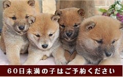 生後60日未満の子犬はご予約ください