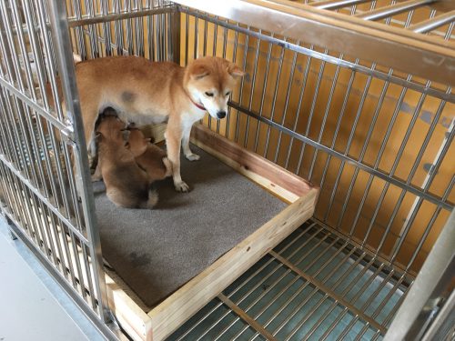 豆柴お母さん犬と子犬