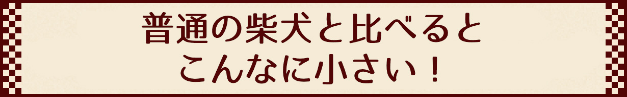 普通の柴犬と比べるとこんなに小さい！