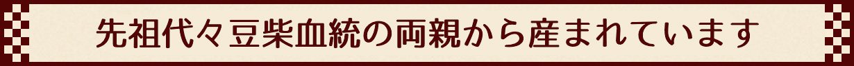 先祖代々豆柴血統の両親から産まれています