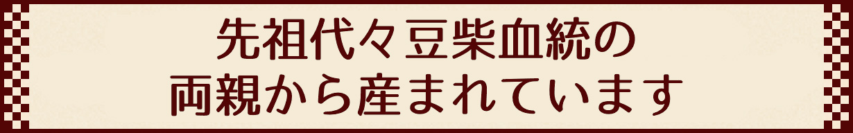 先祖代々豆柴血統の両親から産まれています